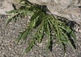 Scorzoneroides autumnalis