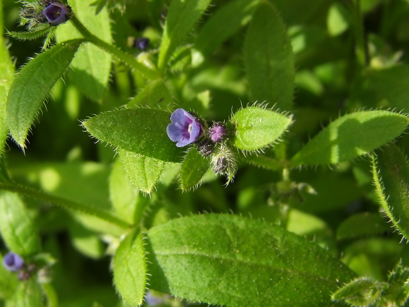 Image of Asperugo procumbens specimen.