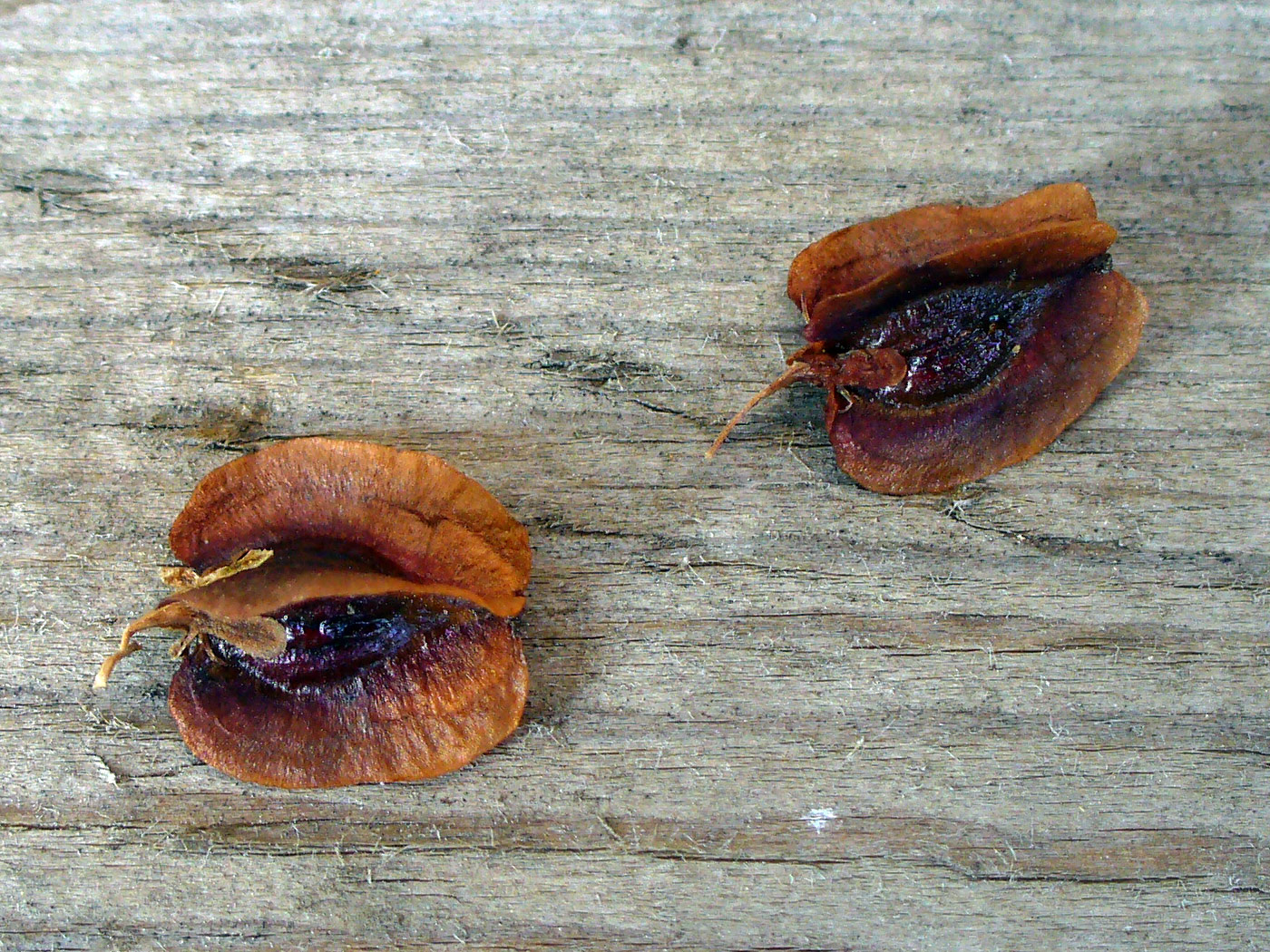 Image of Rheum rhabarbarum specimen.