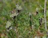 Astragalus suffruticosus. Верхушки побегов с плодами. Якутия, окр. с. Ст. Табага, склон сопки. 14.06.2016.