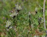 Astragalus suffruticosus