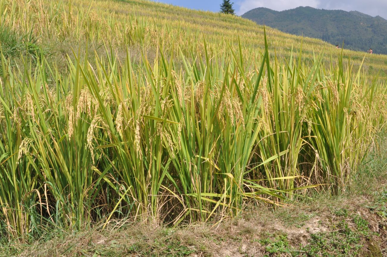 Рис растение фото как выглядит