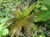 familia Ranunculaceae. Лист с проявляющейся осенней окраской. Иркутская обл., Баяндаевский р-н, окр. с. Ользоны, опушка смешанного леса. 28.08.2016.
