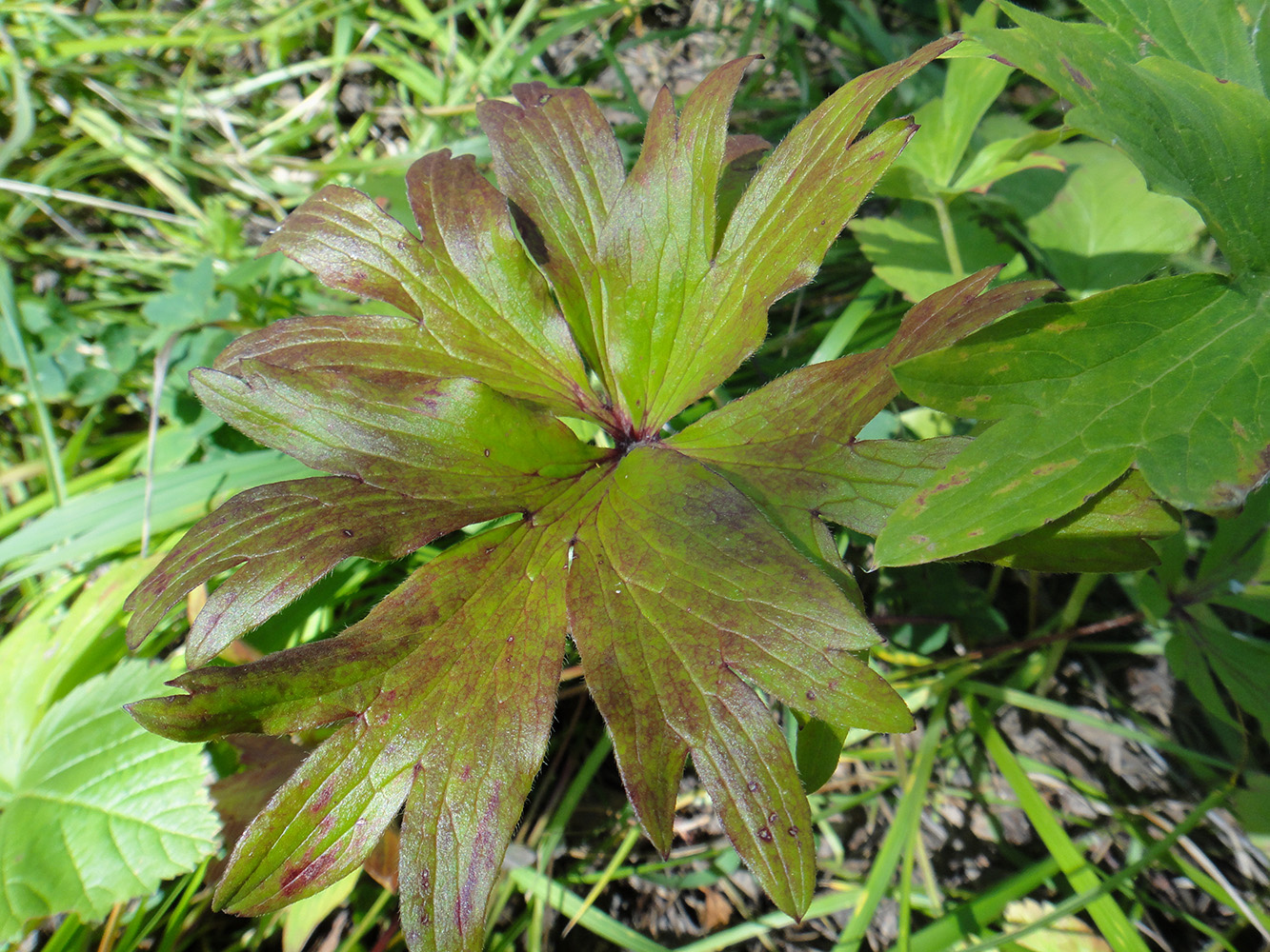 Image of familia Ranunculaceae specimen.