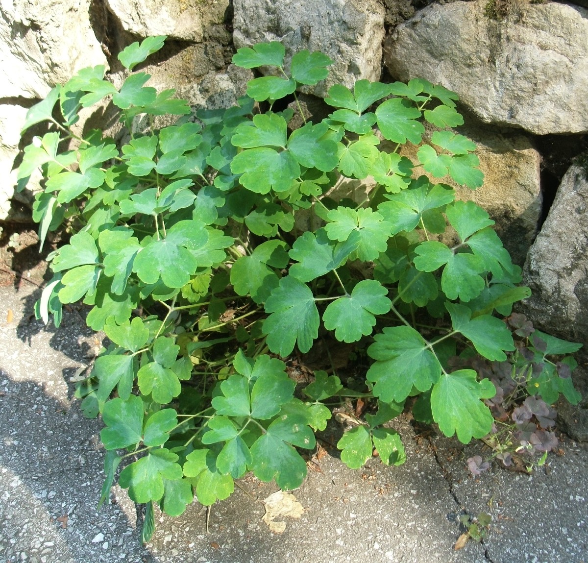 Image of genus Aquilegia specimen.