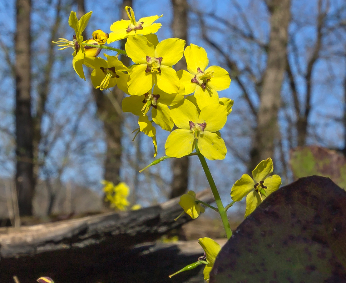 Image of Epimedium colchicum specimen.