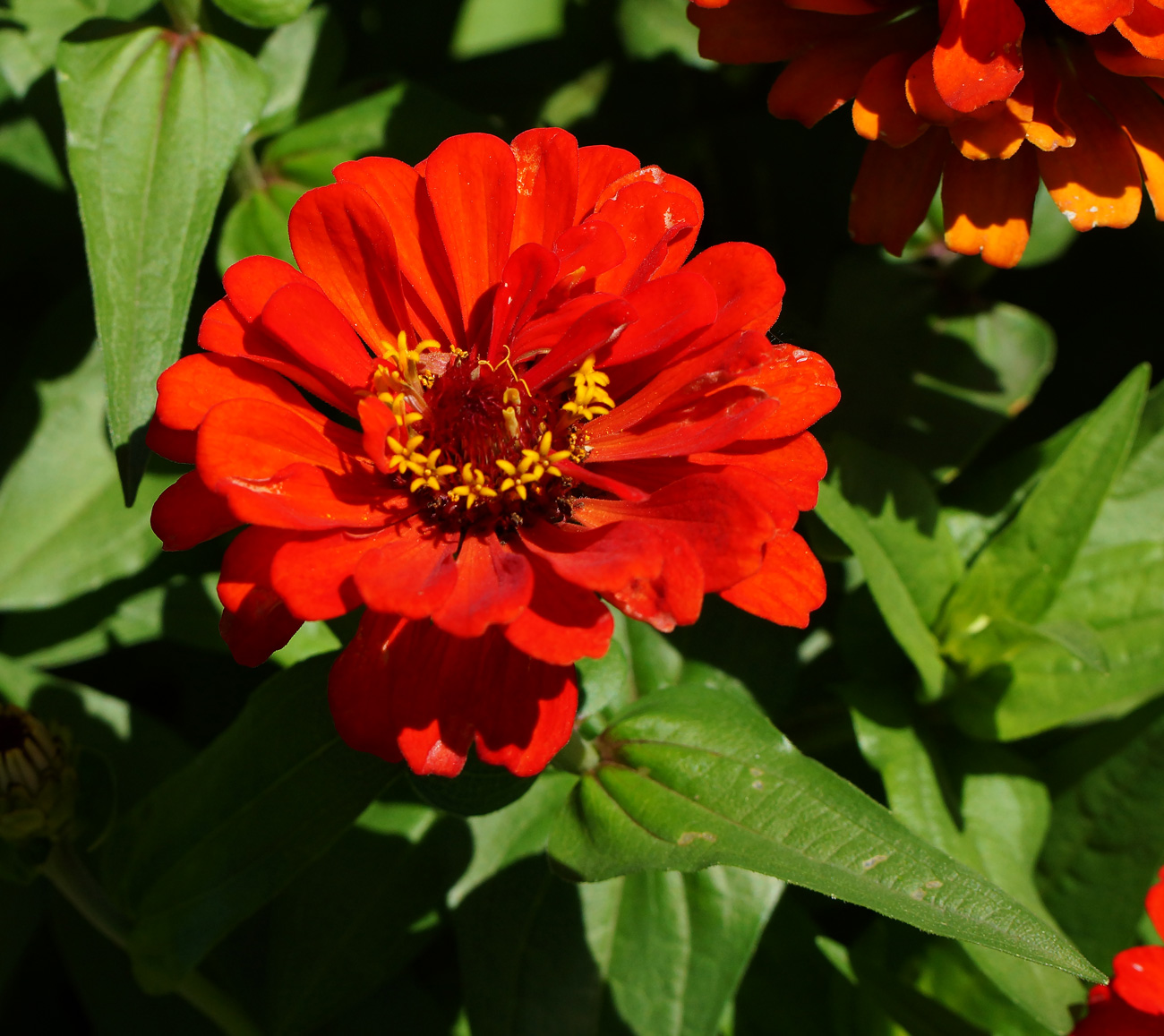 Image of Zinnia elegans specimen.