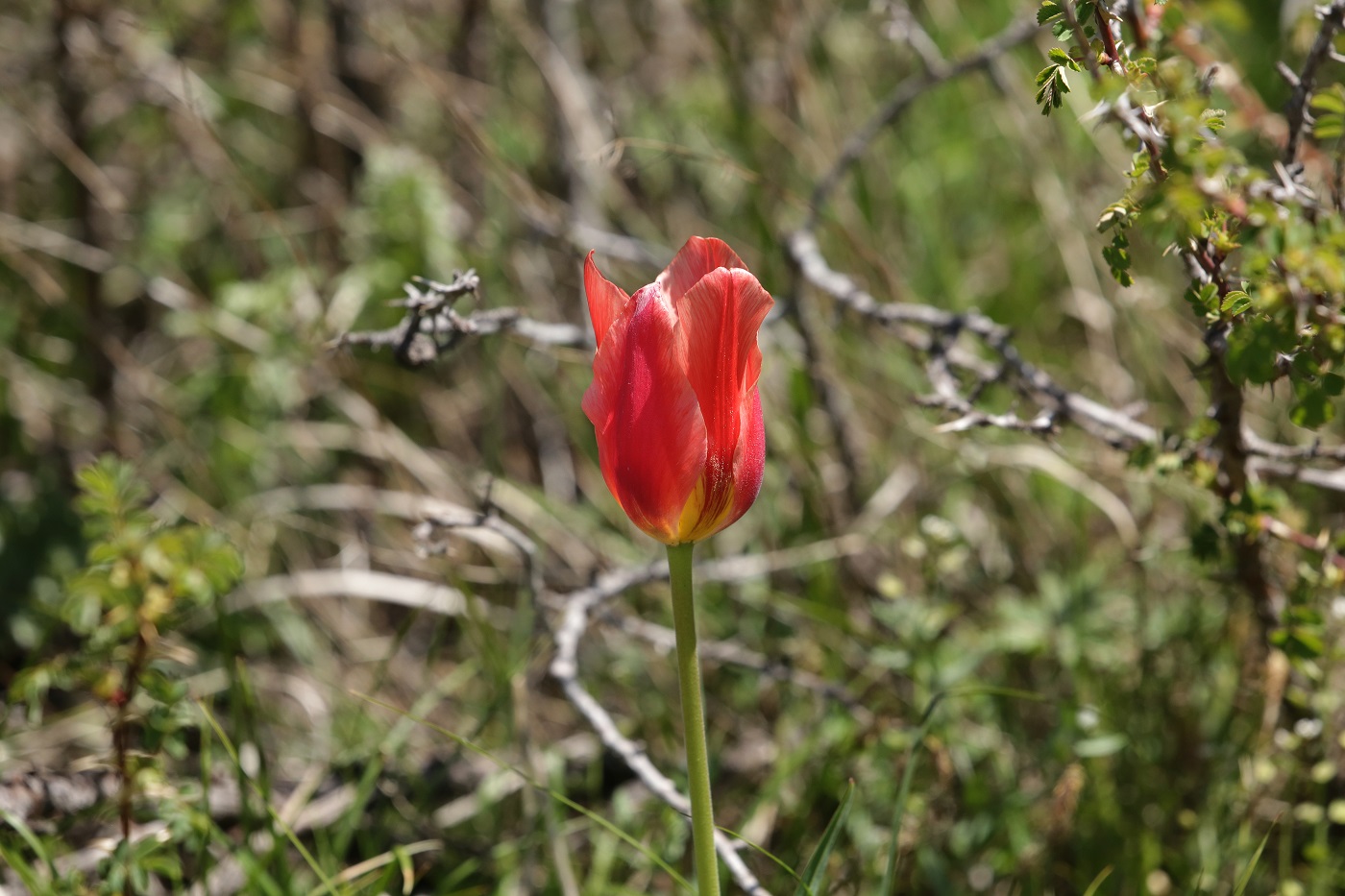 Изображение особи род Tulipa.