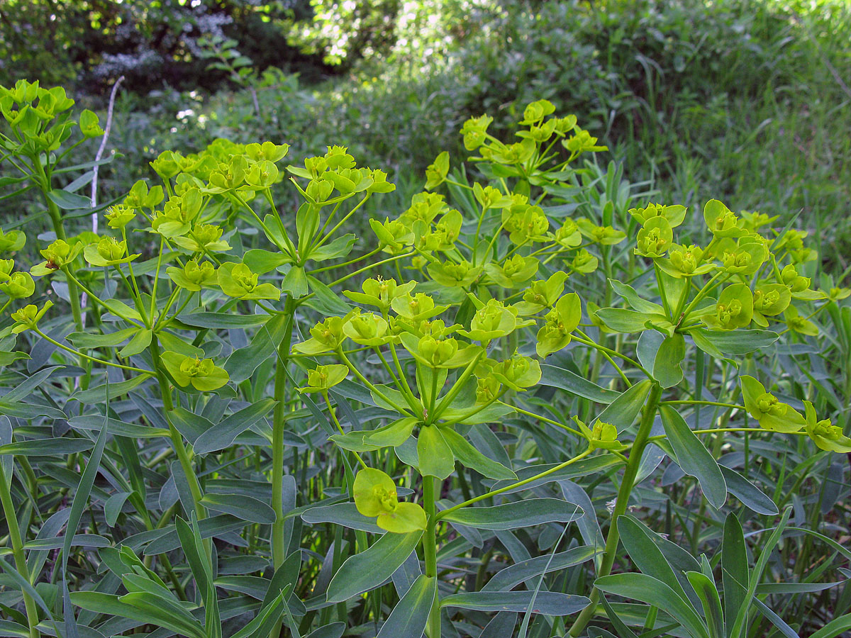 Image of Euphorbia stepposa specimen.