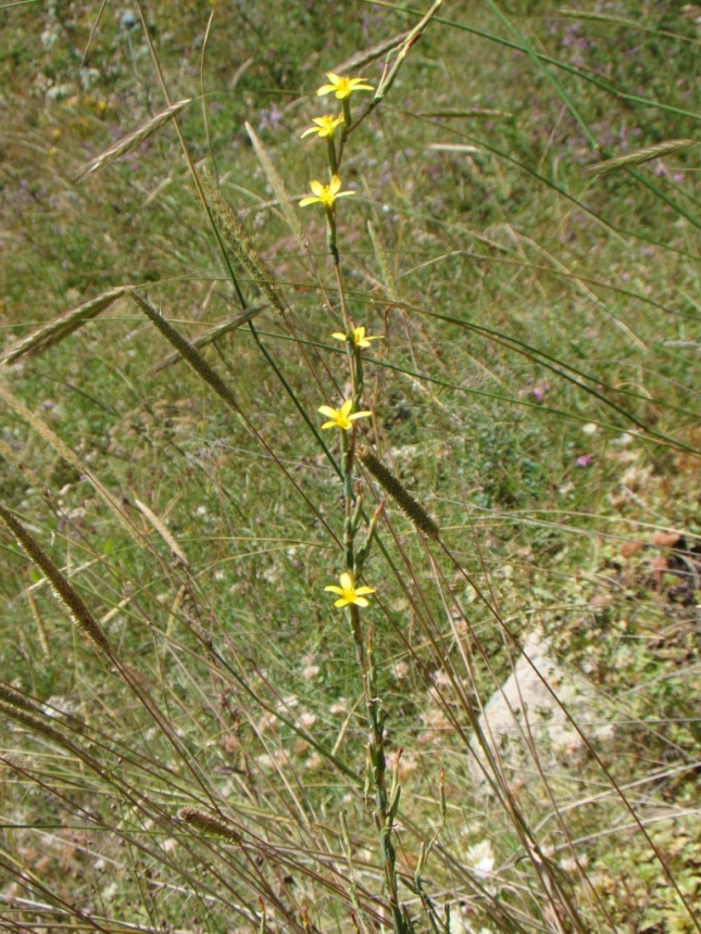 Image of Scariola viminea specimen.