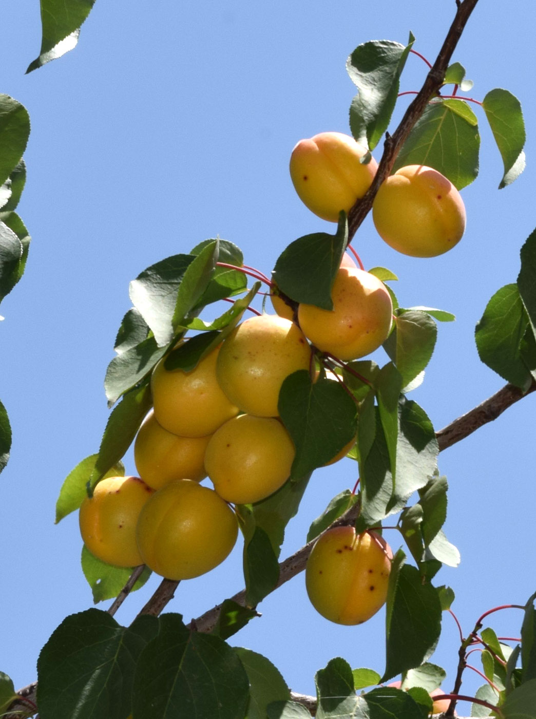 Изображение особи Armeniaca vulgaris.