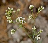 Galium octonarium