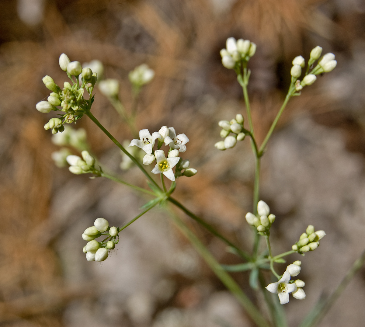 Image of Galium octonarium specimen.
