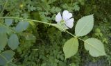 genus Rosa
