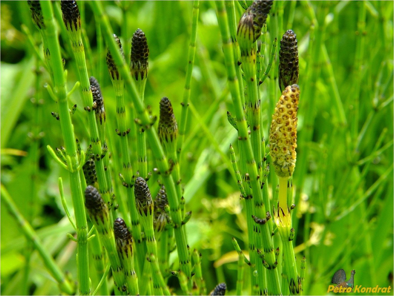 Изображение особи Equisetum palustre.