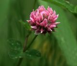Trifolium hybridum