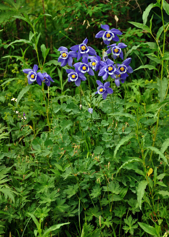 Изображение особи род Aquilegia.