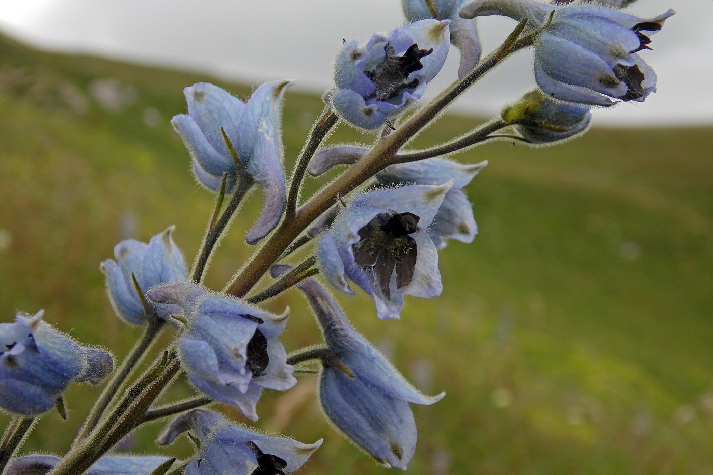 Изображение особи Delphinium speciosum.