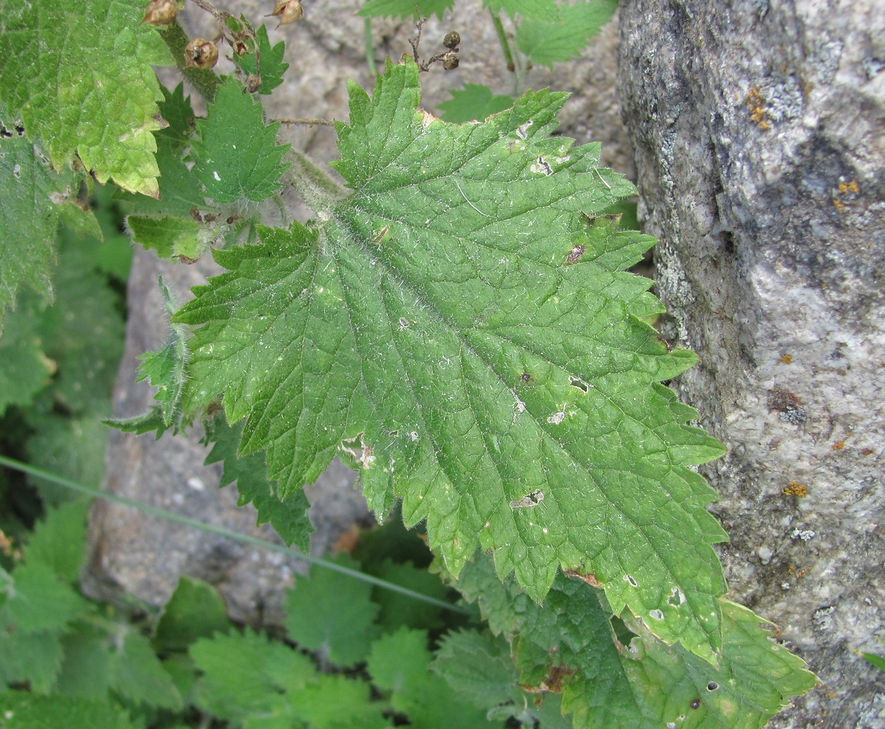 Image of Scrophularia divaricata specimen.