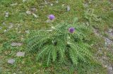 Cirsium pugnax. Цветущее растение. Грузия, Казбегский муниципалитет, верхняя часть долины Чаухицхали, ≈ 2900 м н.у.м. 01.08.2018.