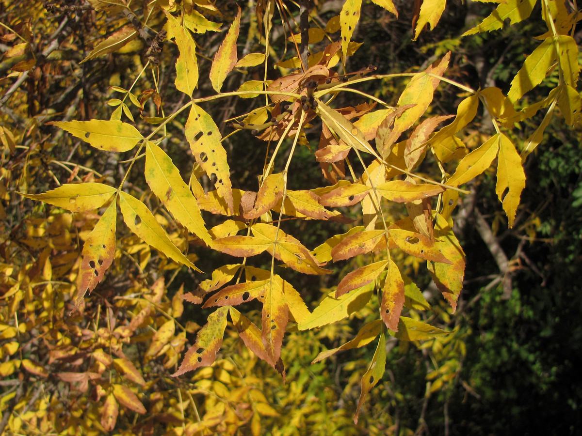 Image of Fraxinus ptacovskyi specimen.