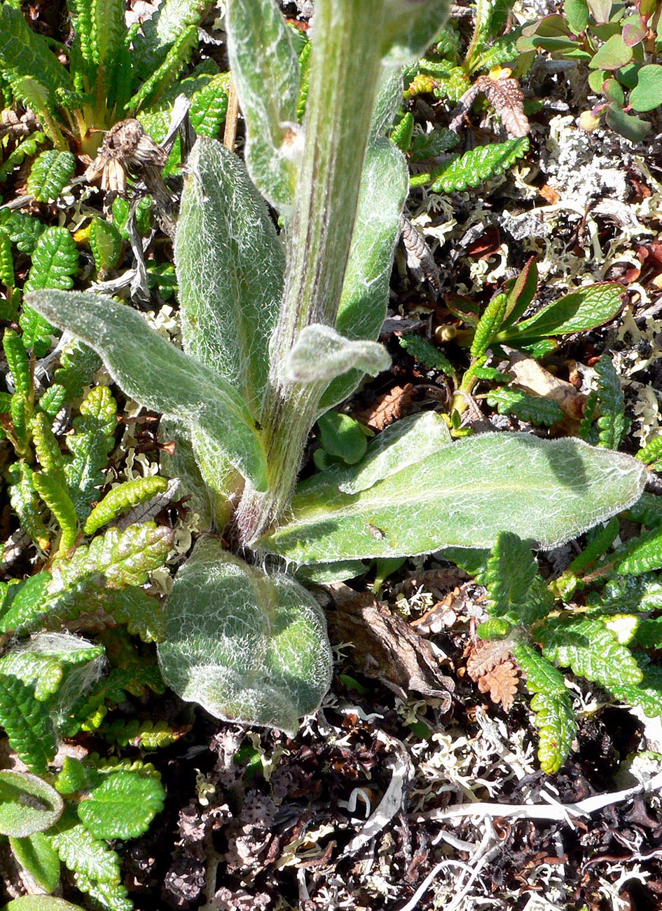 Image of Tephroseris pseudoaurantiaca specimen.