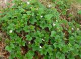 Rubus chamaemorus. Отцветающие растения. Чукотка, Билибинский рн, северная окр. г. Билибино, травянисто-моховое болото. 27.06.2018.