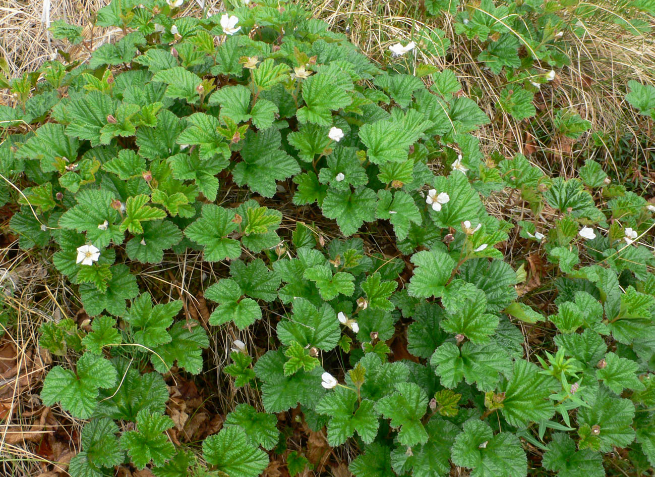 Изображение особи Rubus chamaemorus.