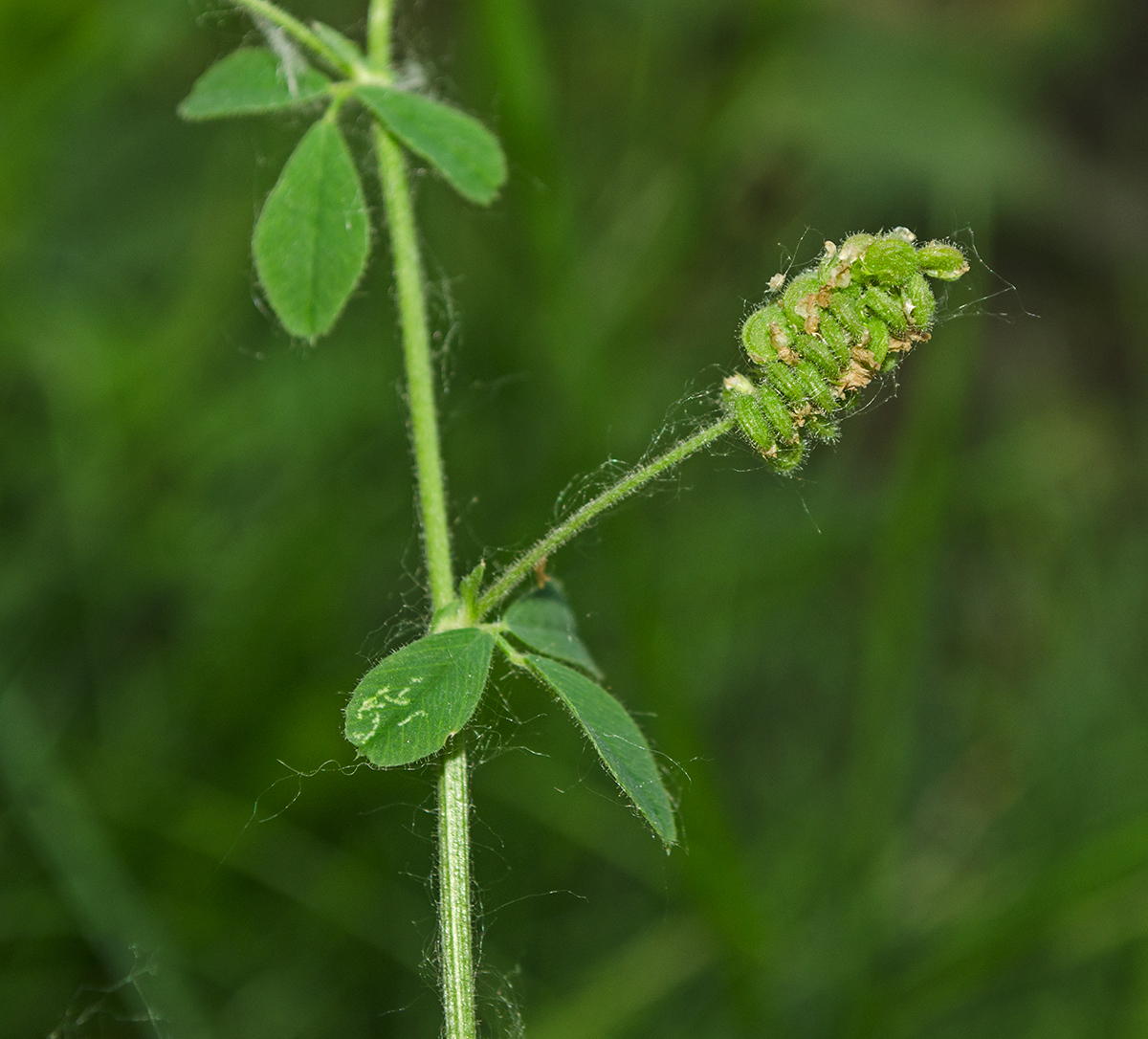 Image of Medicago lupulina specimen.