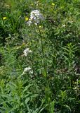 Hesperis sibirica ssp. pseudonivea