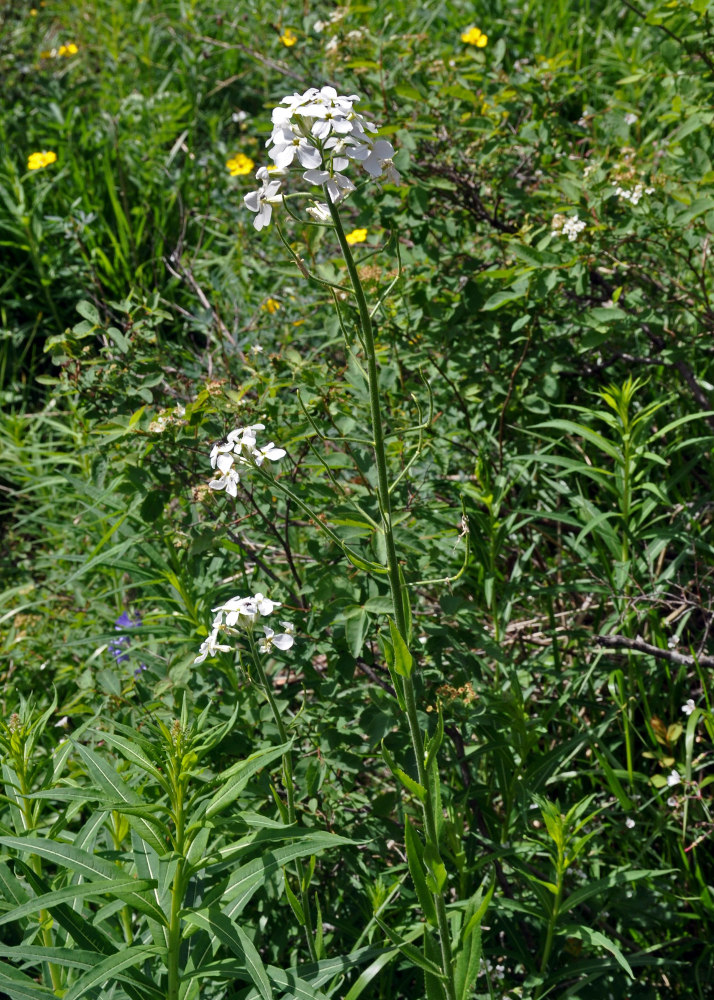 Изображение особи Hesperis sibirica ssp. pseudonivea.