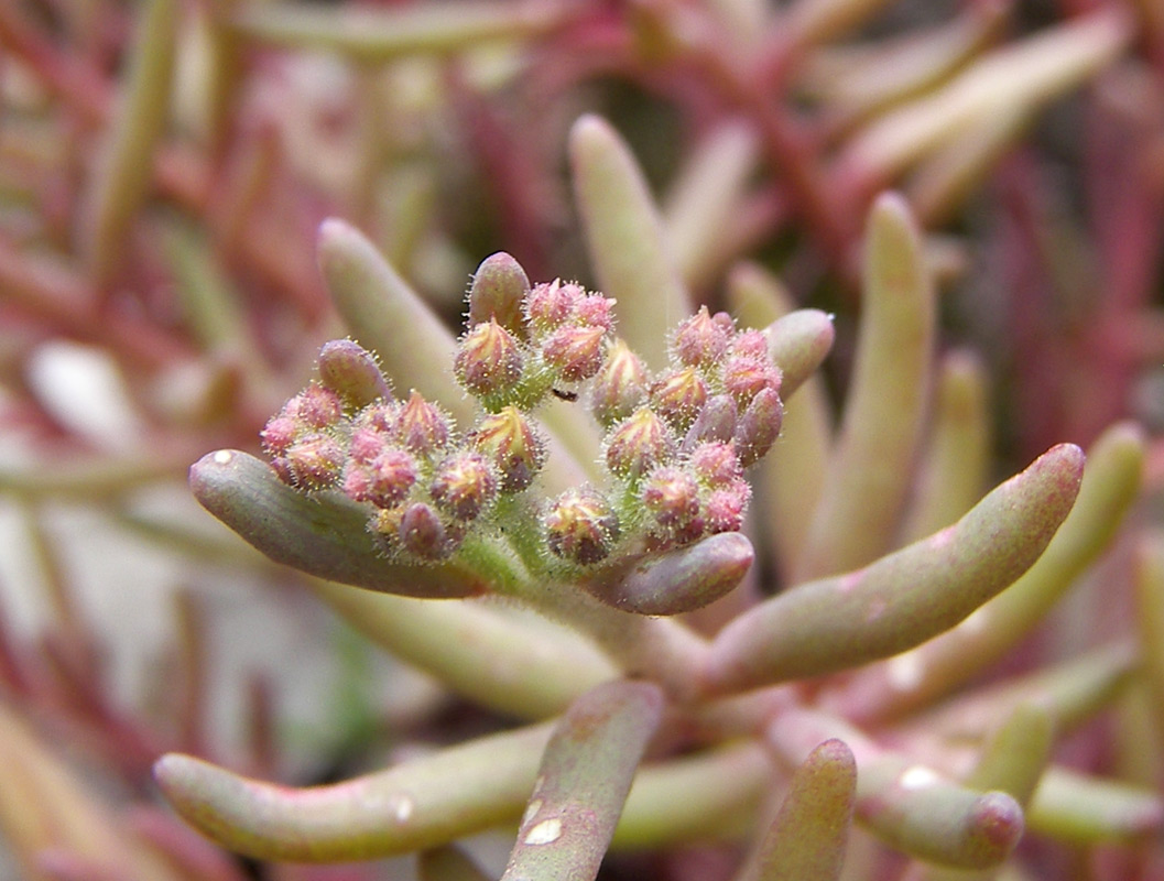 Image of Sedum pallidum specimen.