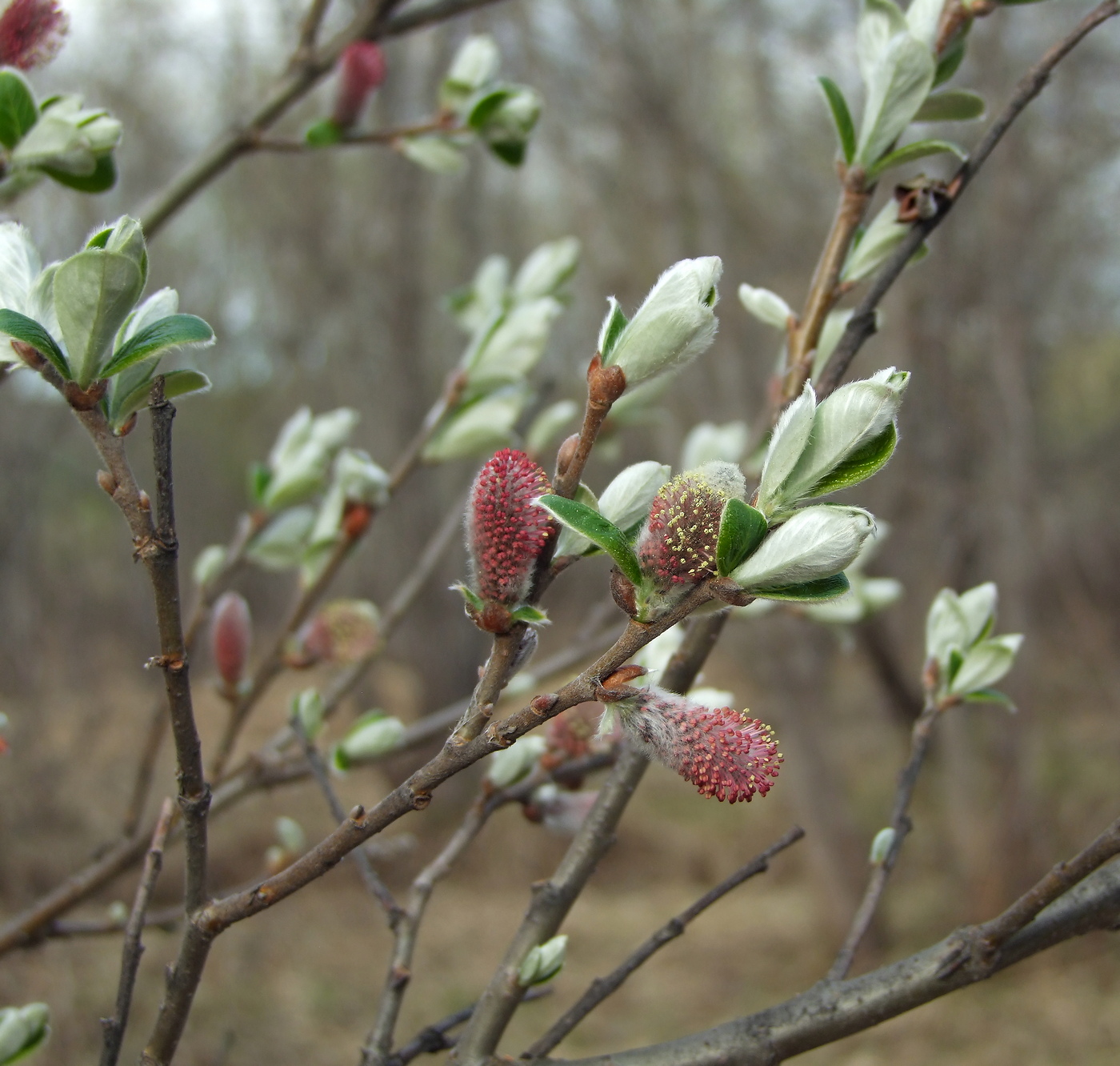 Изображение особи Salix krylovii.