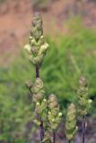 Pedicularis sceptrum-carolinum. Соцветия с бутонами. Амурская обл., Сковородинский р-н, трасса Амур, граница области с Забайкальским краем, гравийная отсыпка вдоль трассы. 03.07.2016.