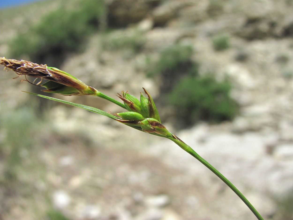 Image of Carex halleriana specimen.