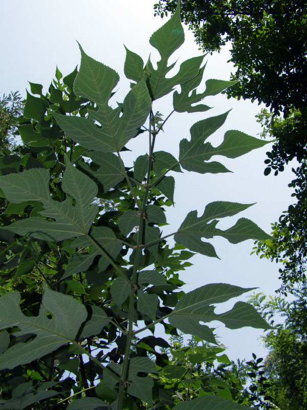 Изображение особи Broussonetia papyrifera.