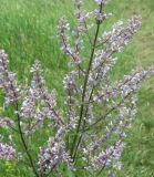 Nepeta nuda