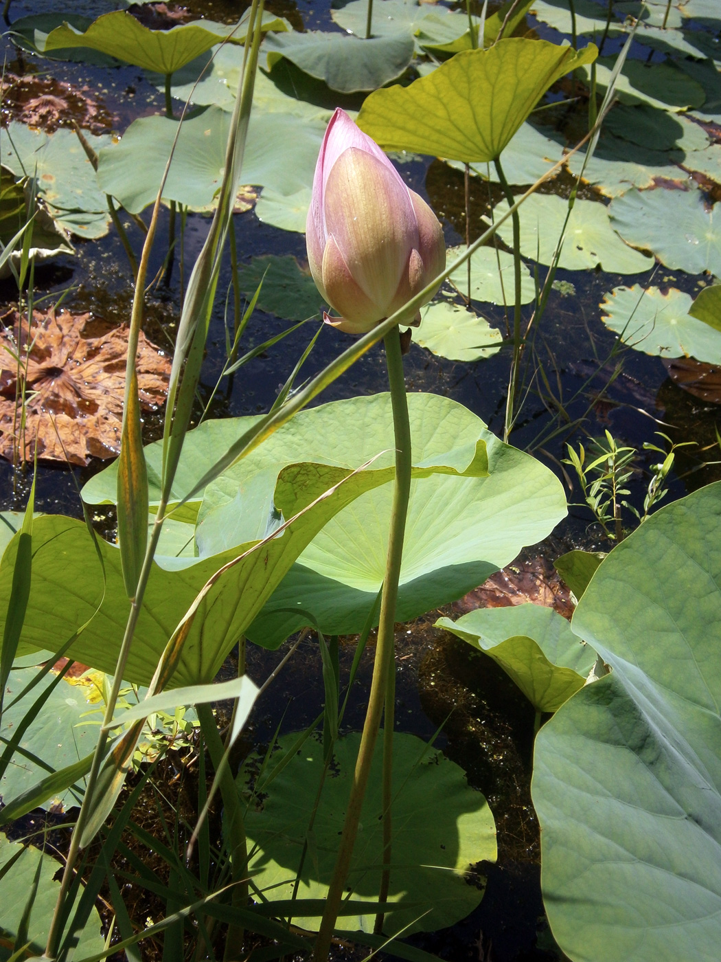 Image of Nelumbo komarovii specimen.