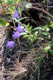 Campanula rotundifolia. Цветущее растение. Иркутская обл., Иркутский р-н, окр. дер. Позднякова, смешанный лес, поляна. 11.08.2018.