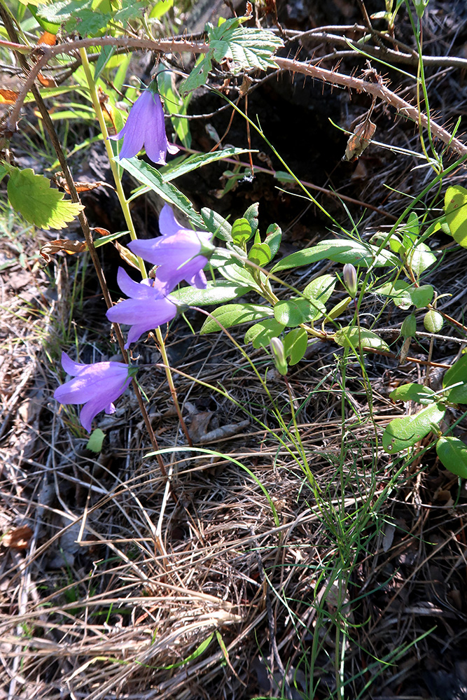 Изображение особи Campanula rotundifolia.