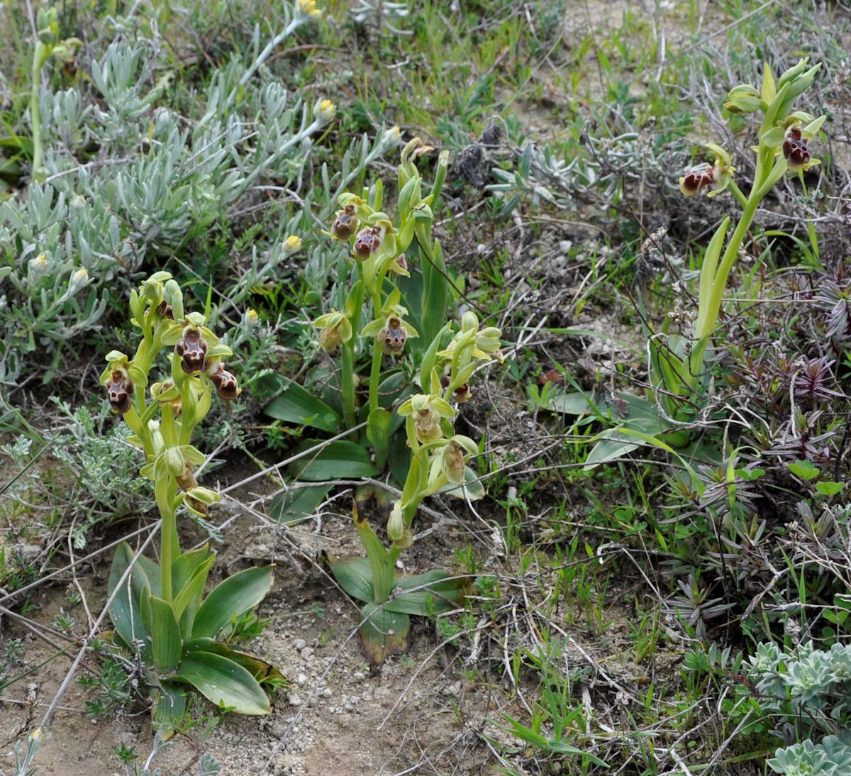 Image of Ophrys flavomarginata specimen.