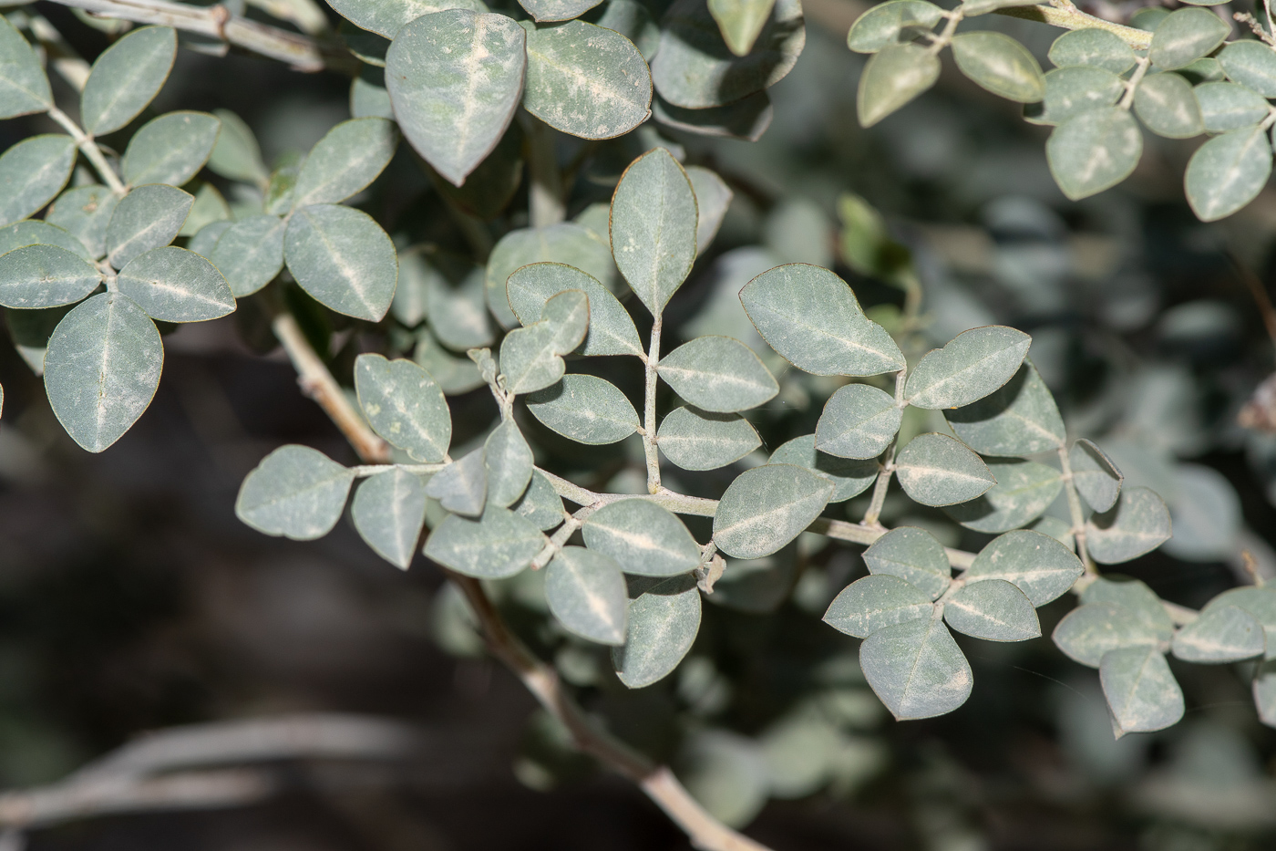 Image of Indigofera articulata specimen.