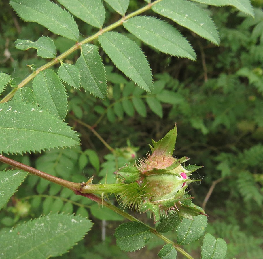 Image of Rosa roxburghii specimen.