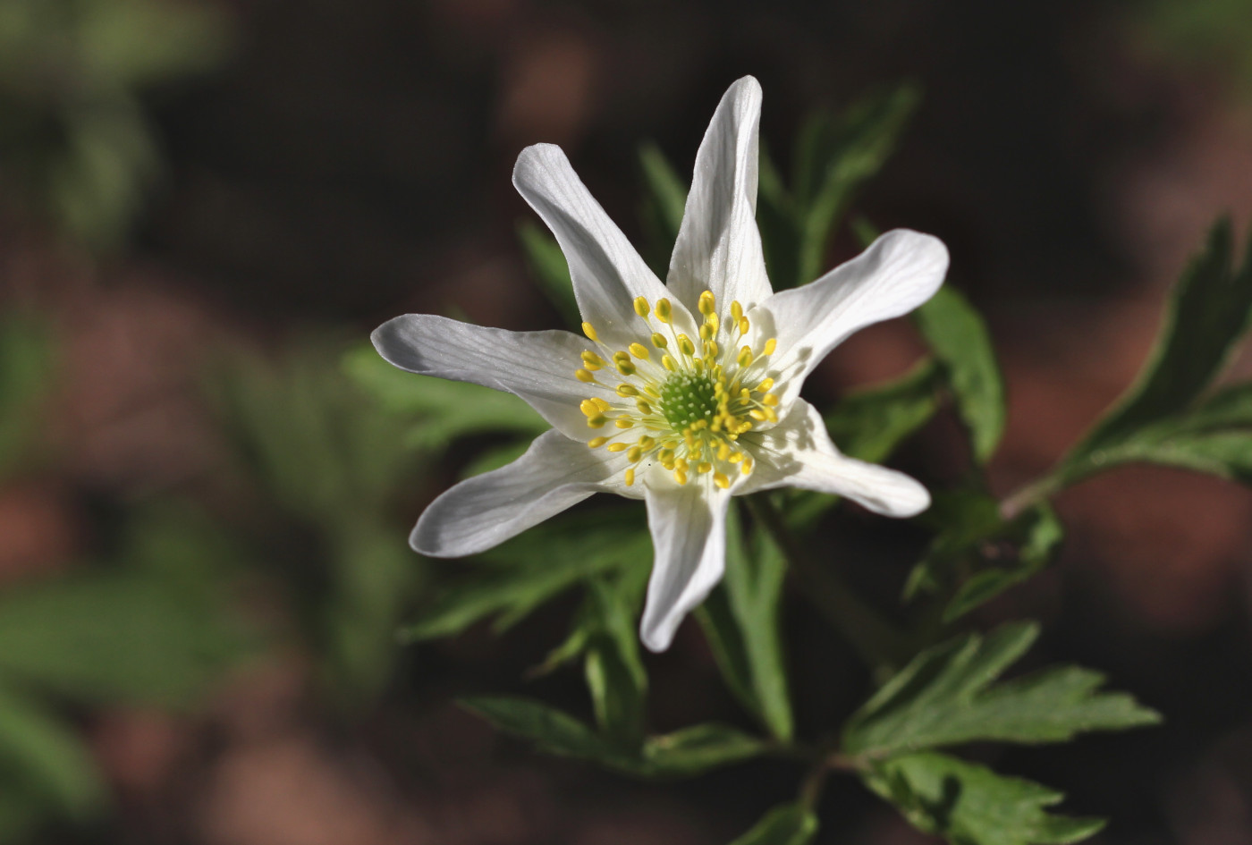 Изображение особи Anemone nemorosa.