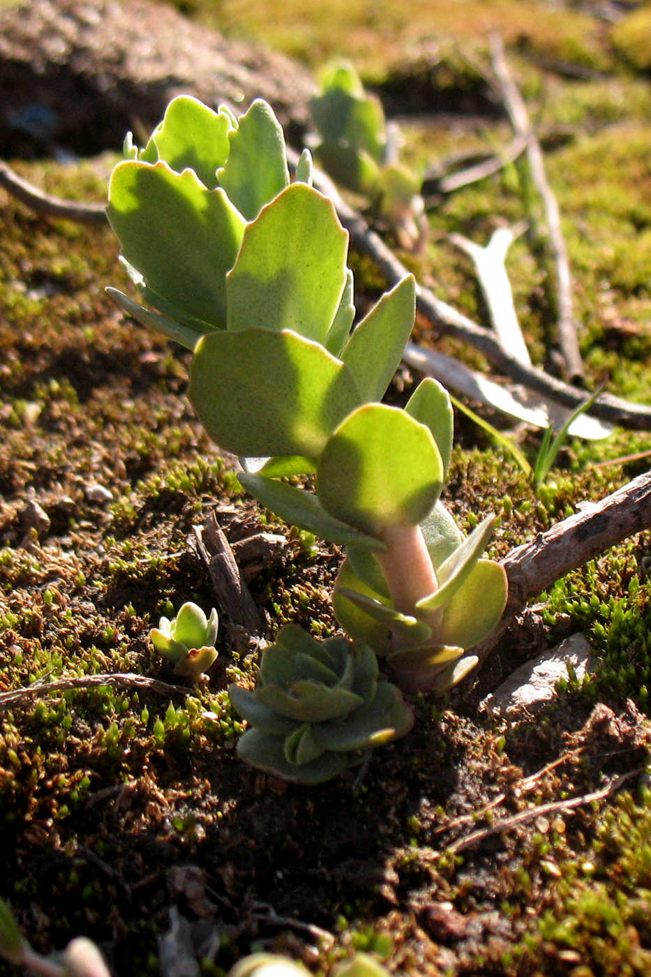 Image of Hylotelephium triphyllum specimen.