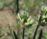 genus Valerianella. Соцветие (вид сбоку). Дагестан, окр. с. Талги, склон горы. 22.04.2019.