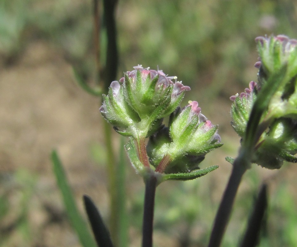 Image of genus Valerianella specimen.