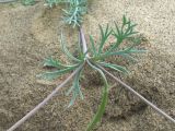 Image of taxon representative. Author is Геннадий Окатов