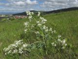 Crambe steveniana. Цветущее растение. Краснодарский край, м/о город-курорт Анапа, окр. пос. Супсех, залежь на месте бывшего виноградника. 9 мая 2019 г.