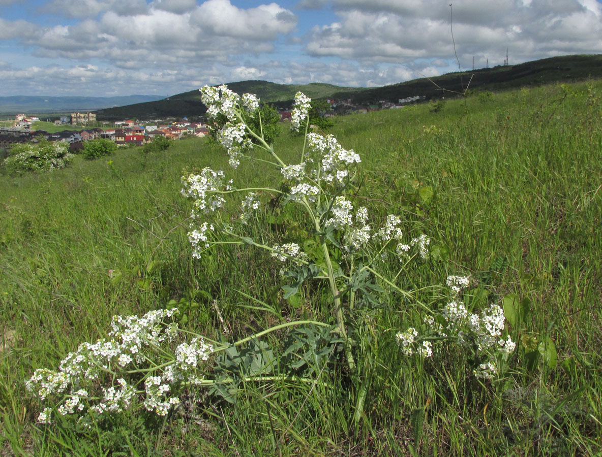 Изображение особи Crambe steveniana.